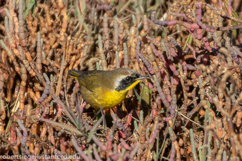 palo alto baylands